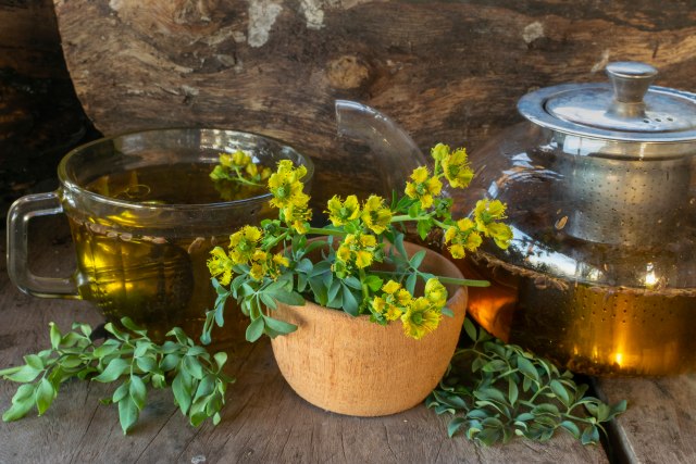 Jača srčani mišić, leči vrtoglavicu i nervozu - biljka koju ima skoro svako dvorište u Srbiji